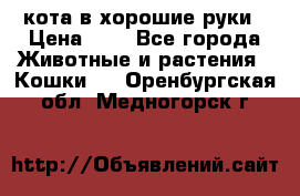 кота в хорошие руки › Цена ­ 0 - Все города Животные и растения » Кошки   . Оренбургская обл.,Медногорск г.